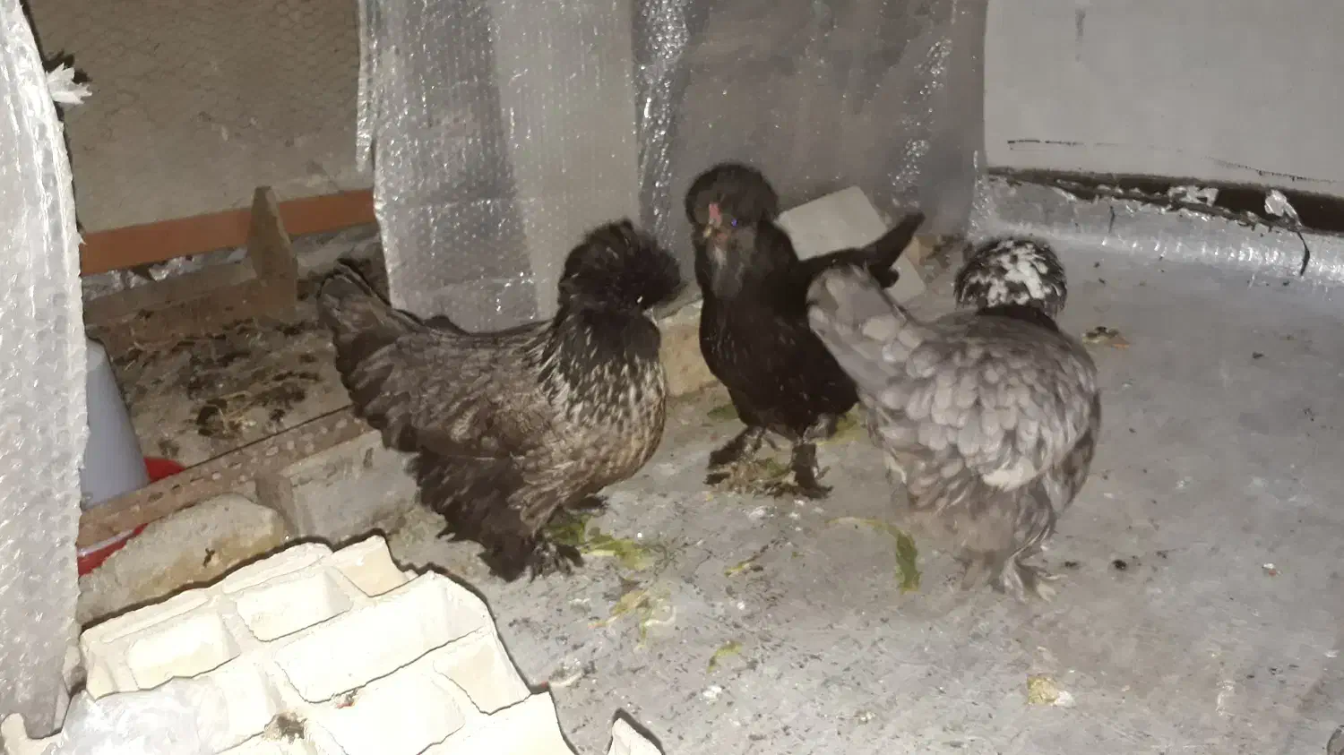 فروش مرغ سلطان|حیوانات مزرعه|اندیشه, اندیشه فاز ۵|دیوار