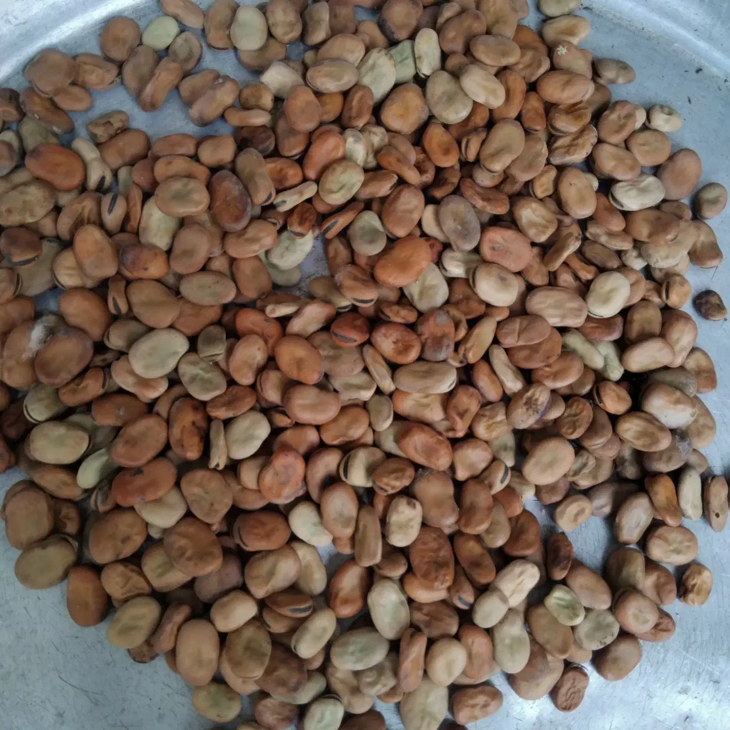 فروش باقلواخشک شده|خوردنی و آشامیدنی|زرگرشهر, |دیوار