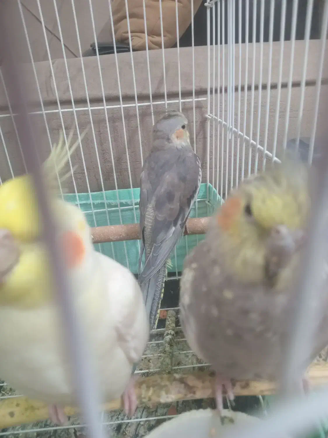 عروس هلندی نرو ماده و بچه ۷ ماهه|پرنده|قرچک, شهرک مهستان|دیوار