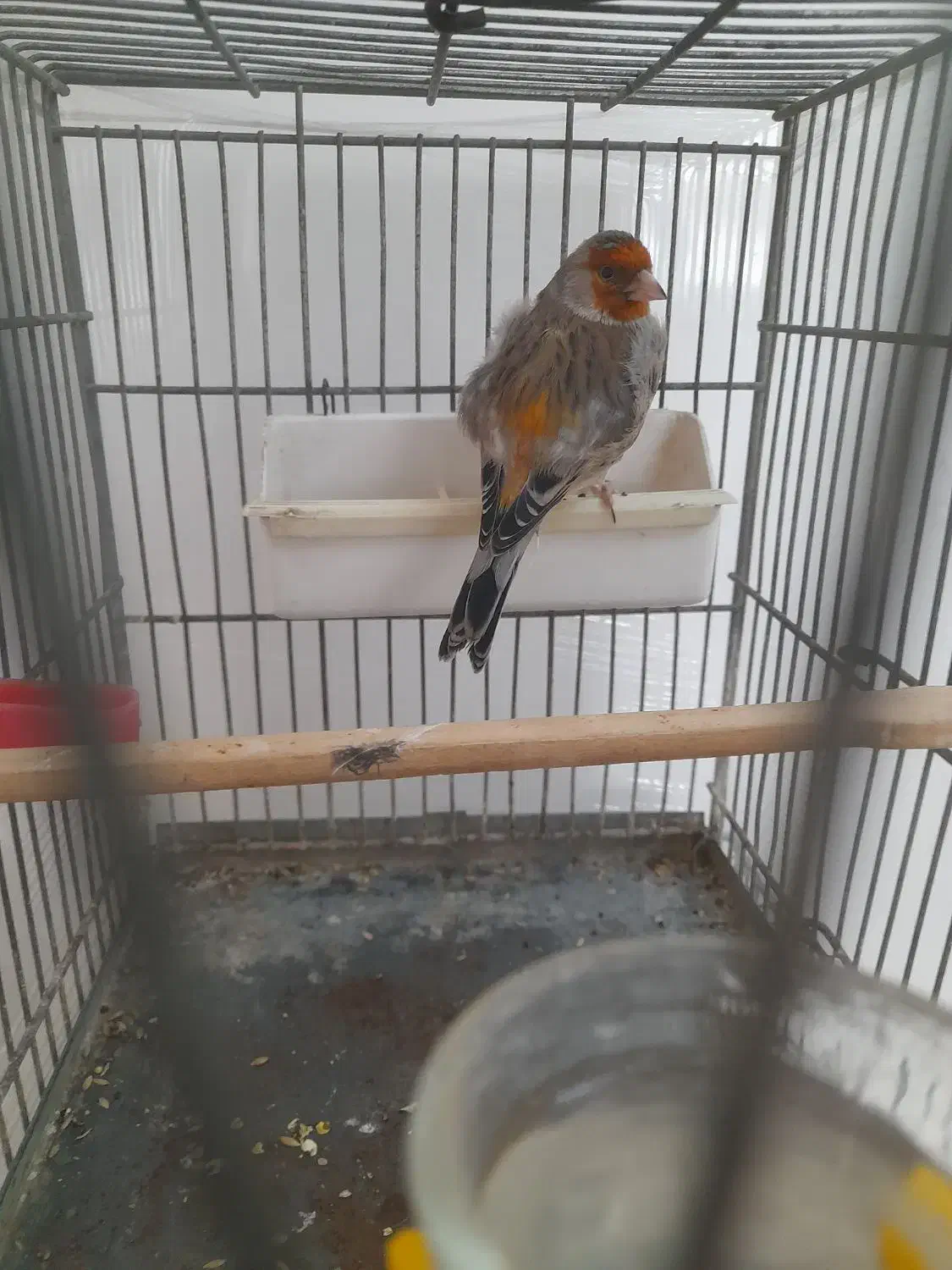 سهره قناری|پرنده|تهران, اتابک|دیوار