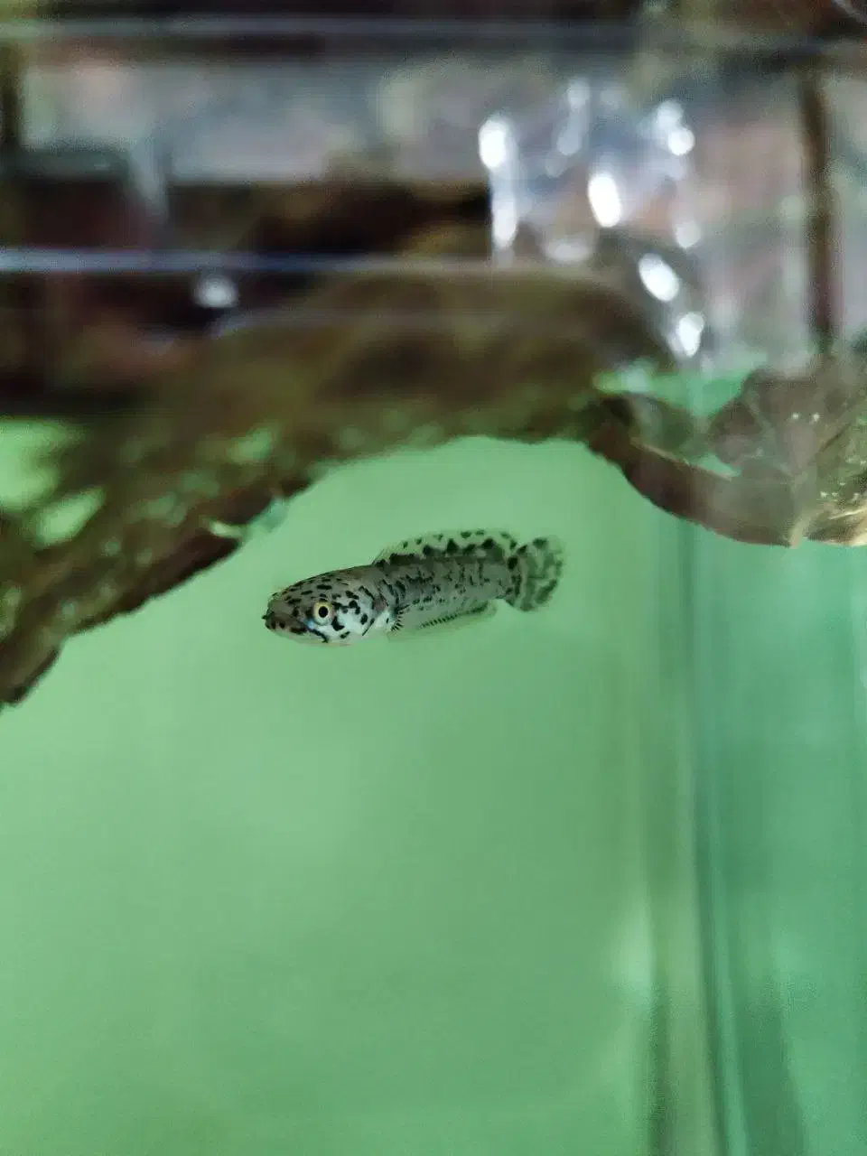 انواع ماهی آکواریوم (سالن تکثیر)|ماهی|تبریز, |دیوار