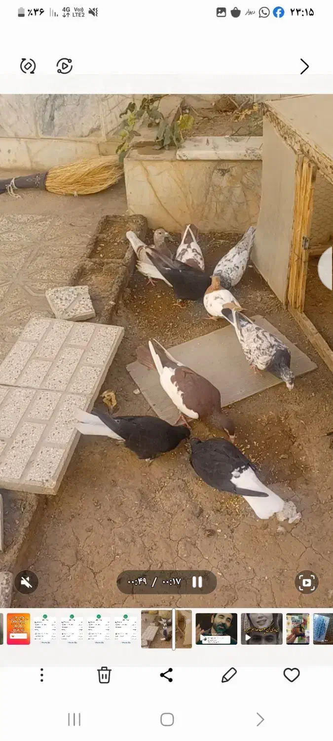 کبوتر|پرنده|تربت‌حیدریه, رجایی|دیوار