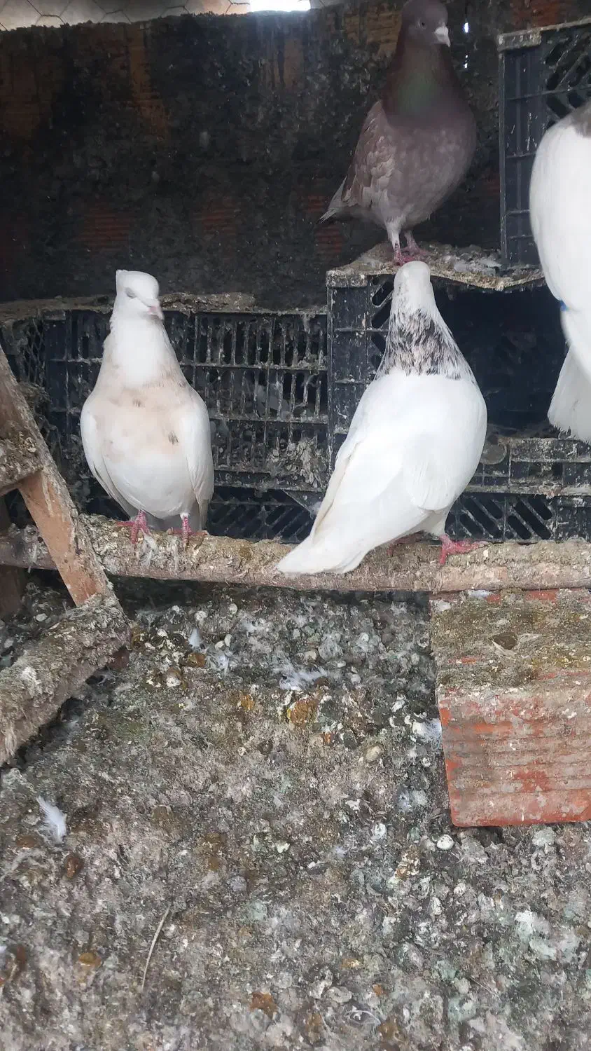 کبوتر طوقی|پرنده|مریوان, |دیوار