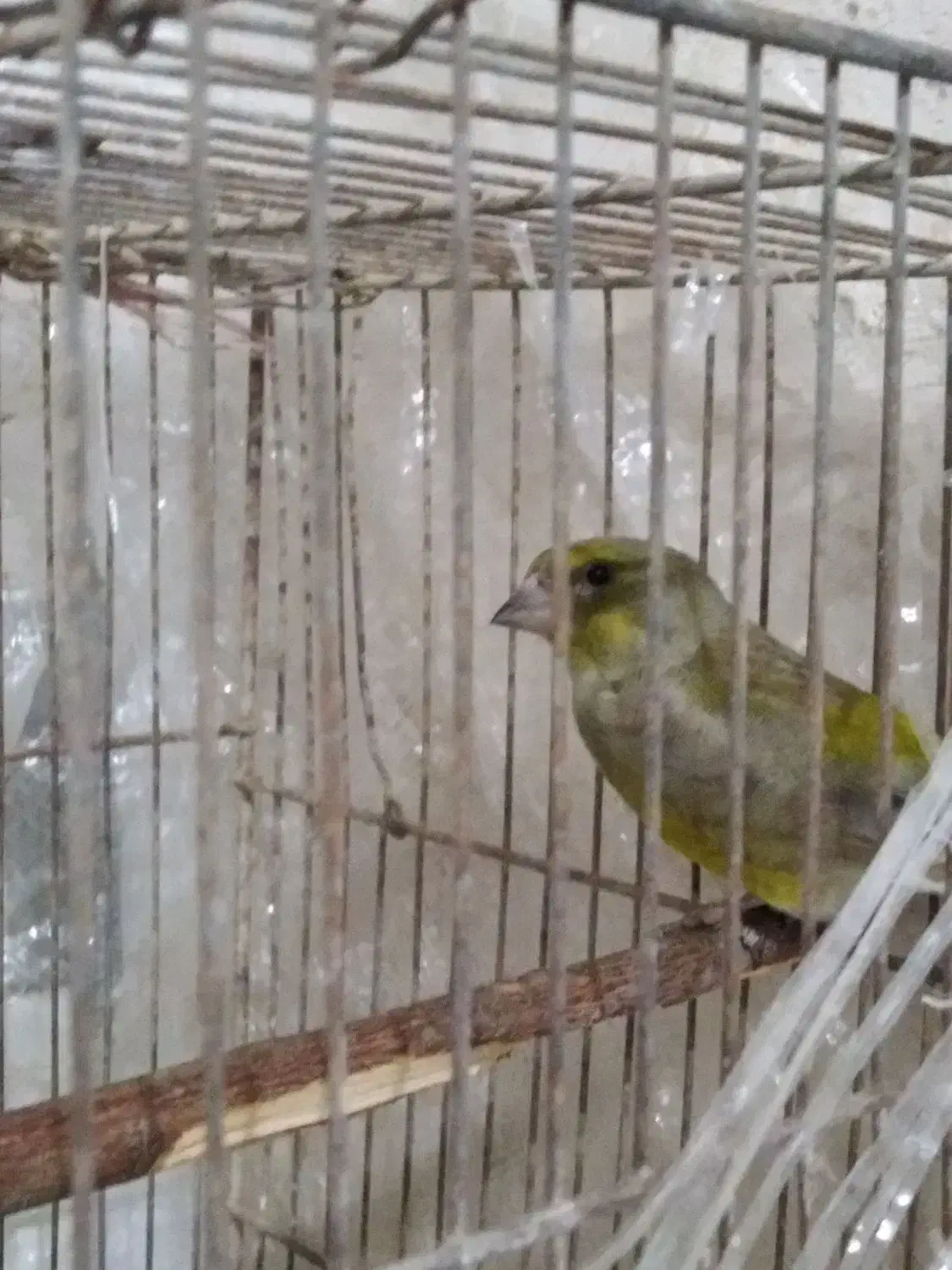 سهره سبز|پرنده|بجنورد, |دیوار