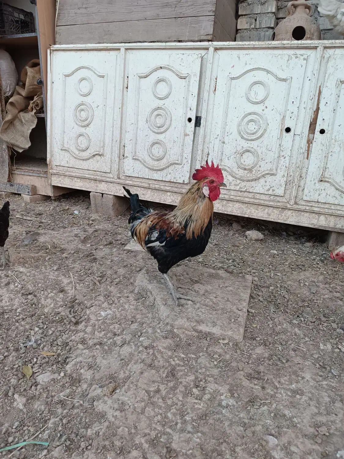 دوعددخروس عربی|حیوانات مزرعه|اهواز, بهارستان|دیوار