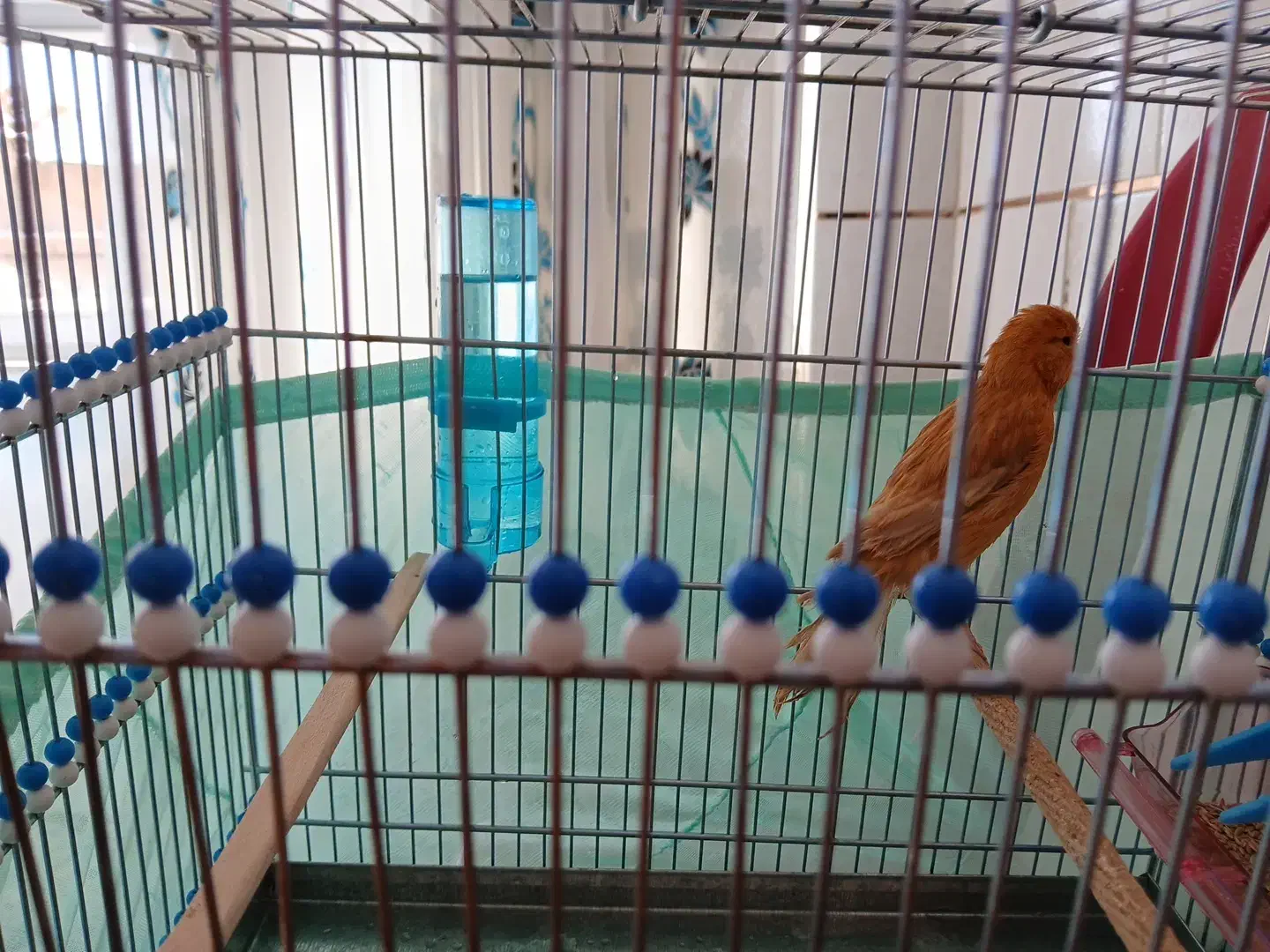 قنارئ|پرنده|سمیرم, |دیوار