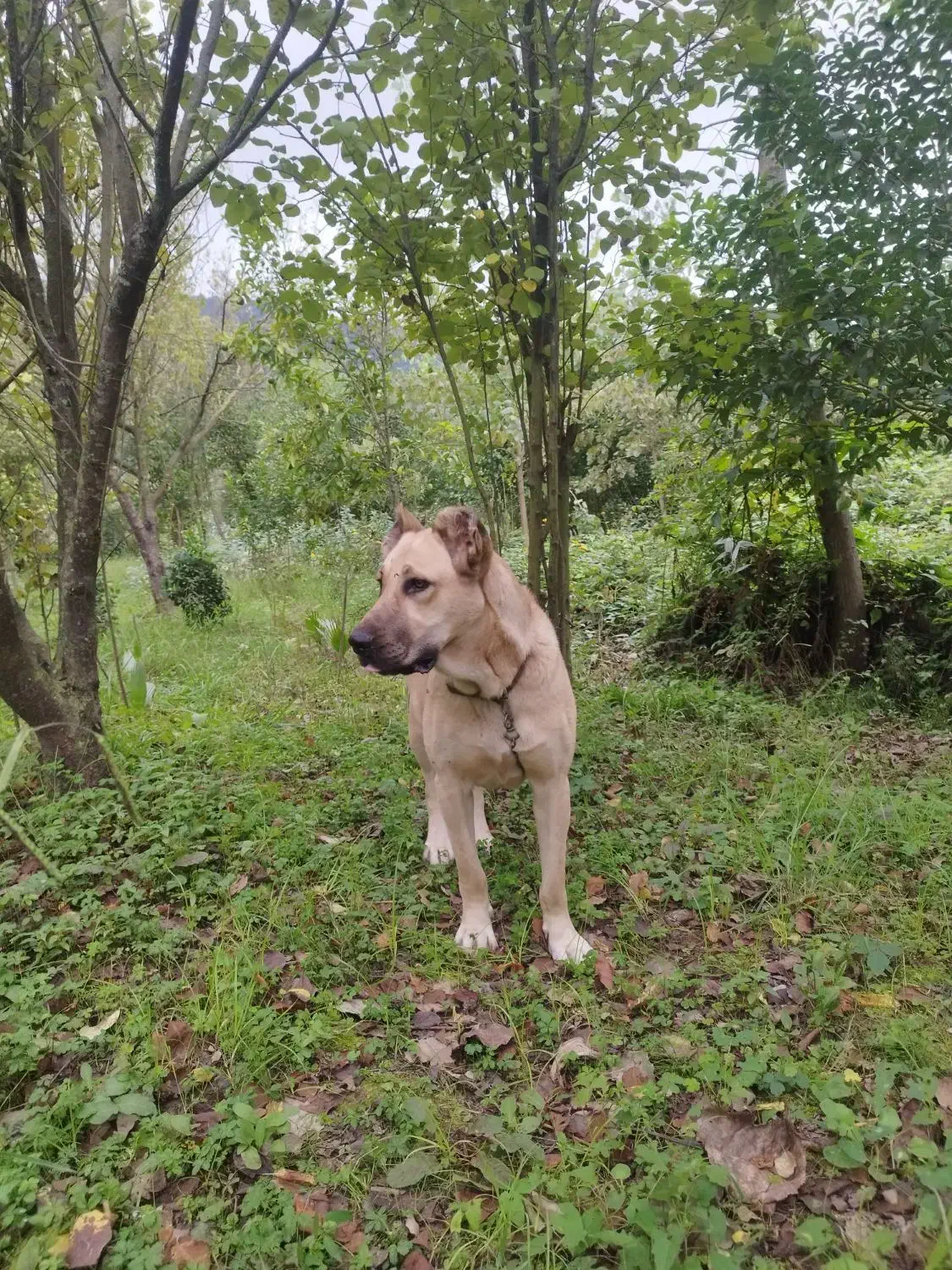 سگ سرابی ماده|سگ|چابکسر, |دیوار