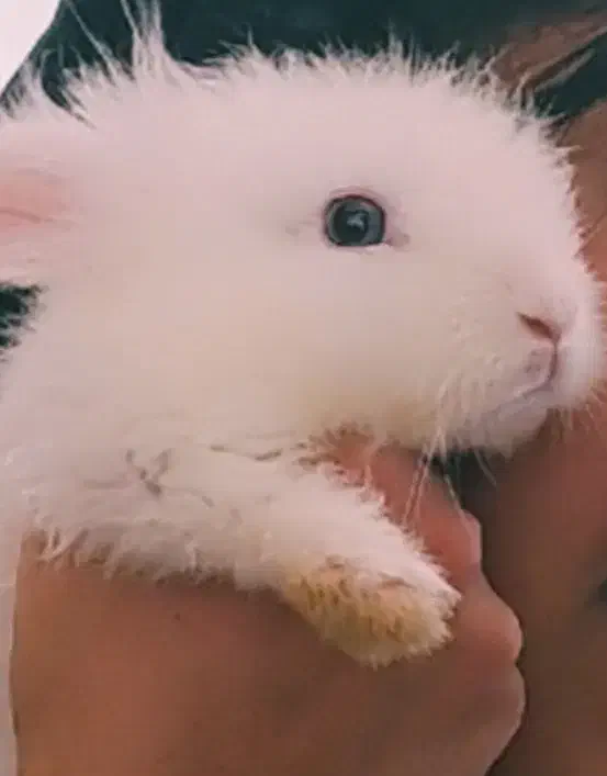 خرگوش|موش و خرگوش|گلپایگان, |دیوار