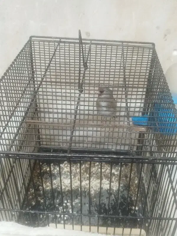 سهره|پرنده|ورامین, ورامین|دیوار