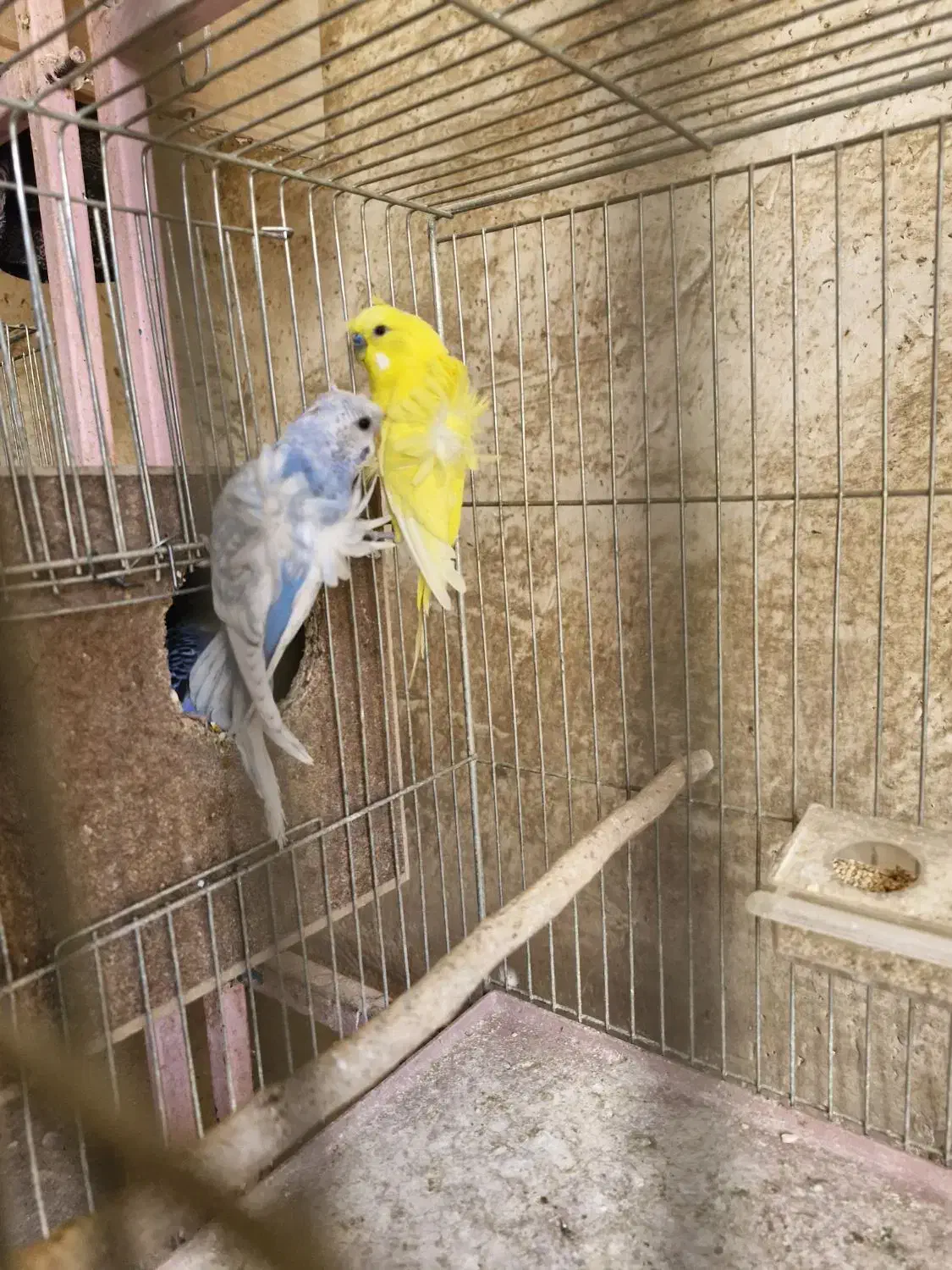 جفت های مولد مرغ عشق پروانه ای|پرنده|شهرکرد, |دیوار