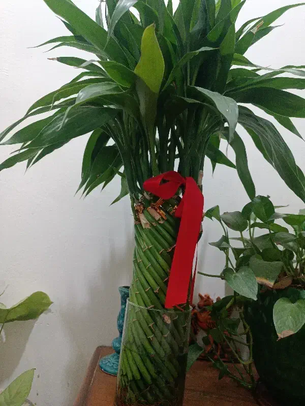 بامبو طبیعی|گل و گیاه طبیعی|مسجد سلیمان, |دیوار