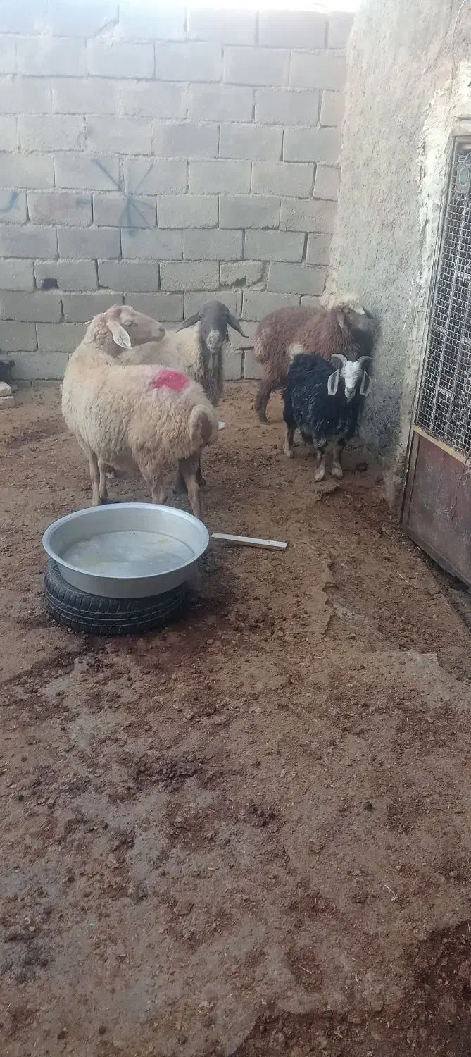 بزغاله بره میش کیلویی|حیوانات مزرعه|بجنورد, |دیوار