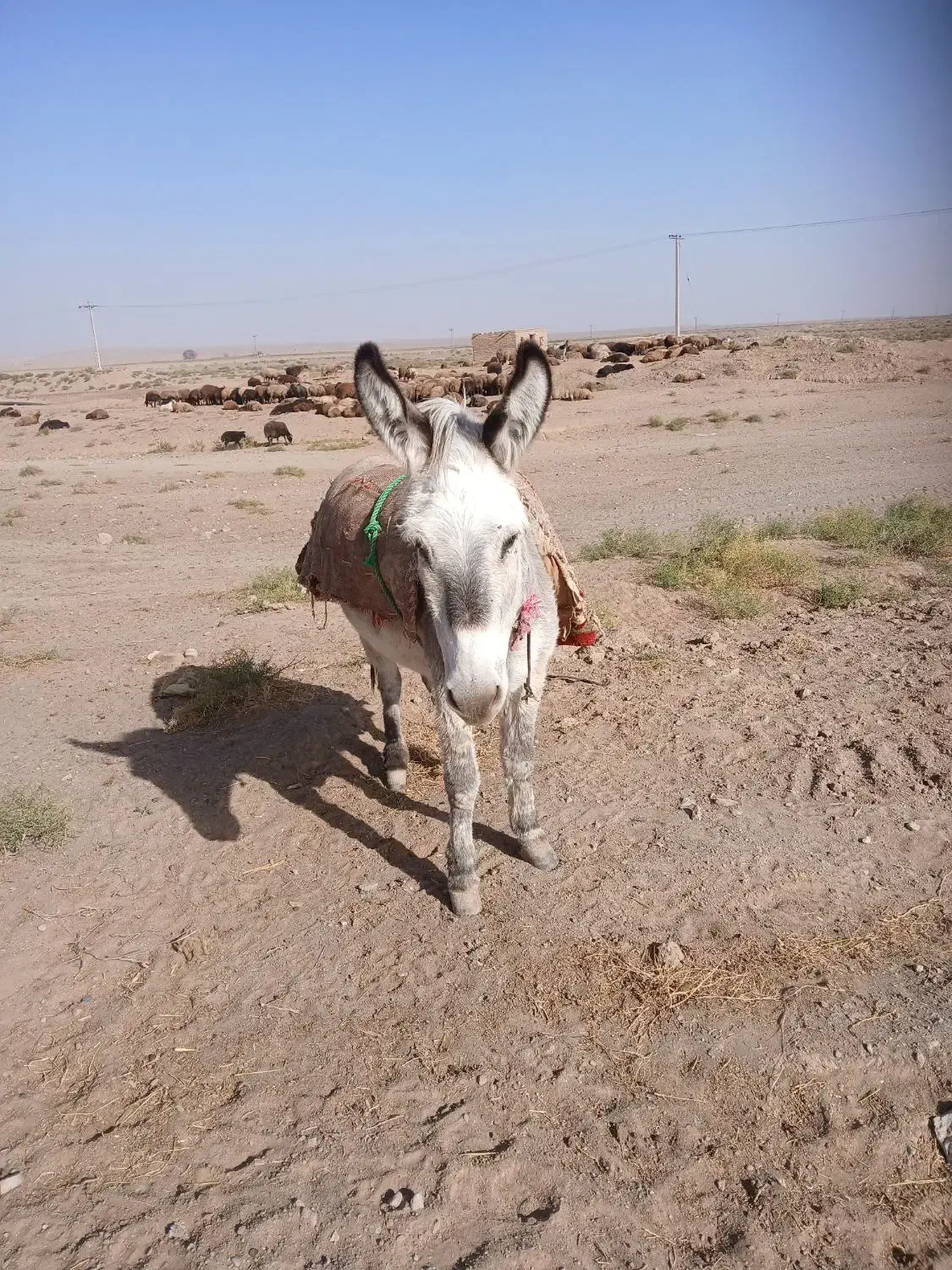 خر گله|حیوانات مزرعه|تربت جام, میان جام|دیوار