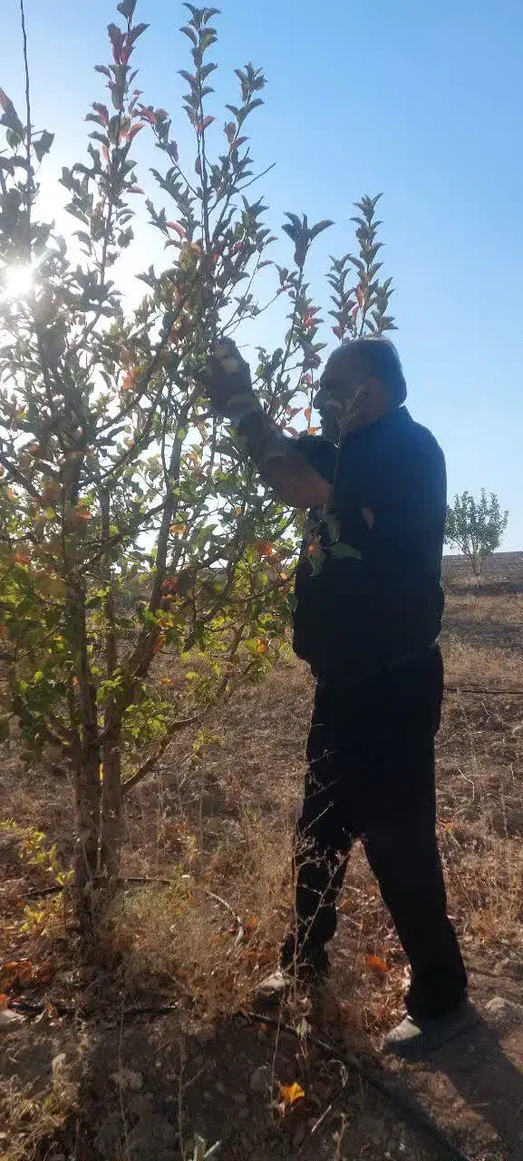 فروش باغ ۴جریب واقع درمنطقه وردشت فتح آباد سمیرم|فروش خانه و ویلا|وردشت, |دیوار