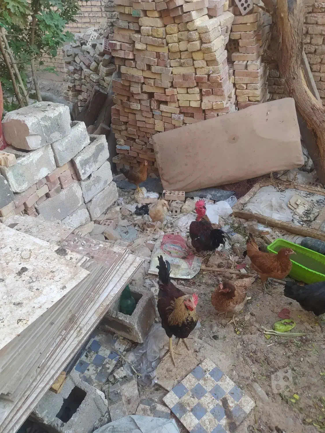 مرغ و خروس جوجه|حیوانات مزرعه|اندیمشک, |دیوار