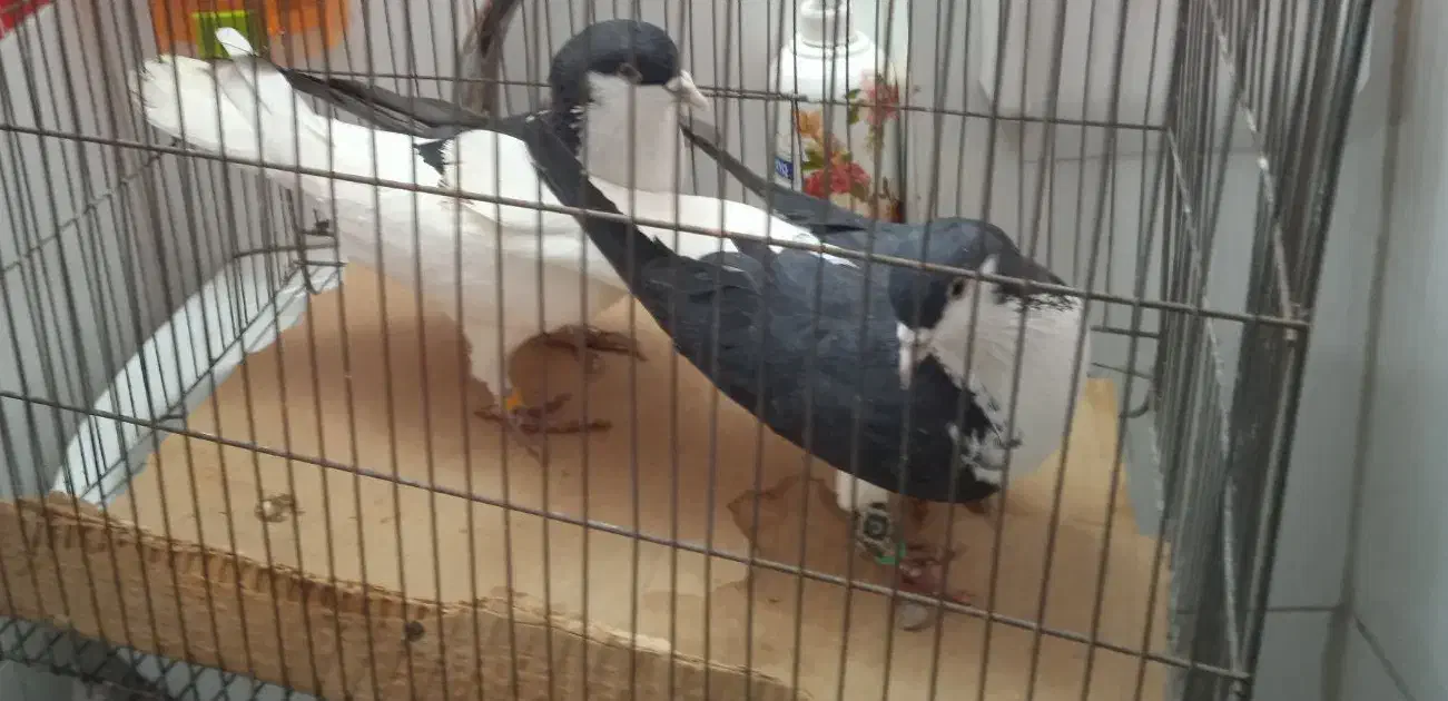 کفتر|پرنده|آبیک, |دیوار