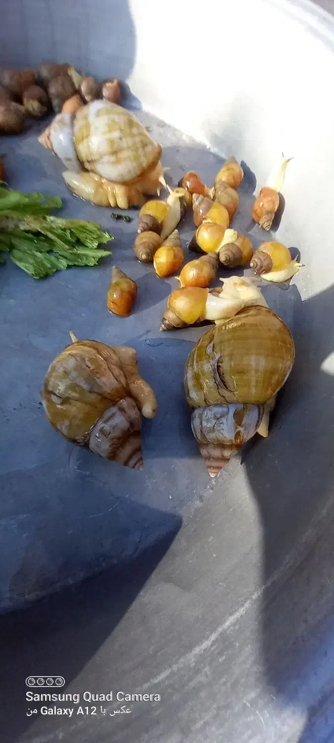 حلزون|خزنده|کرمان, |دیوار