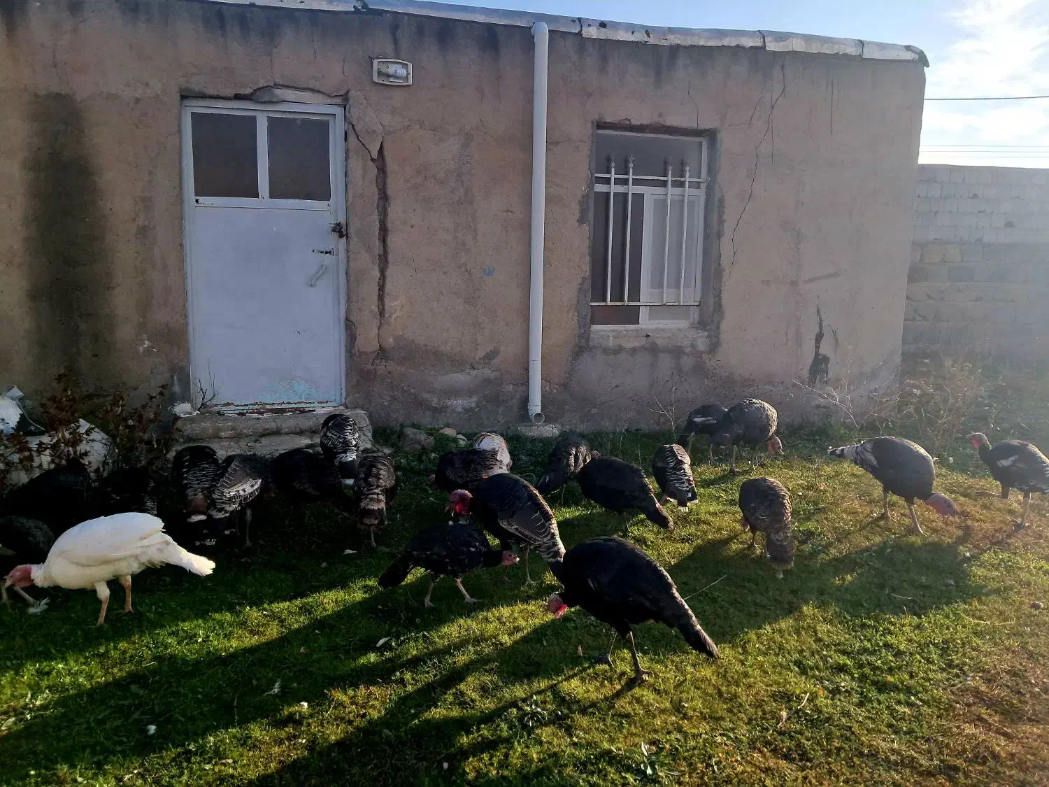 بوقلمون|حیوانات مزرعه|اردبیل, |دیوار