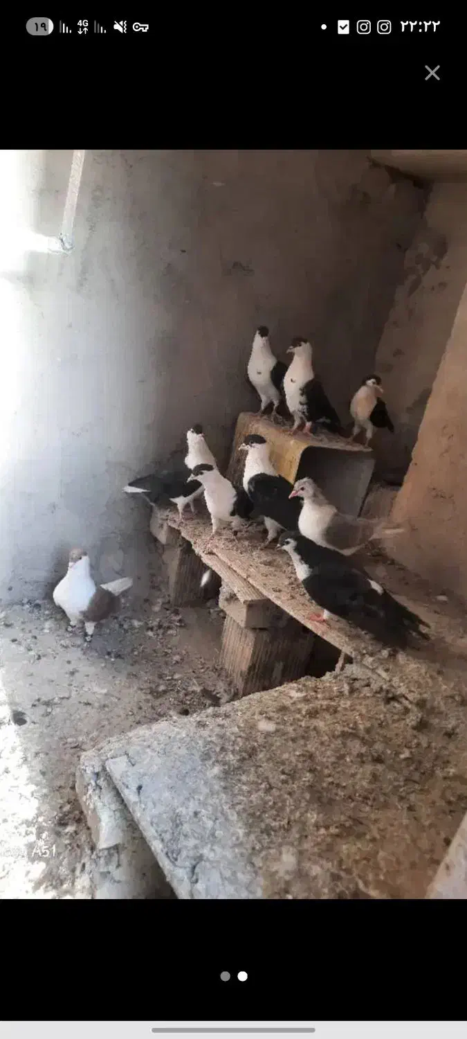 کبوتر افغانی|پرنده|مهریز, |دیوار