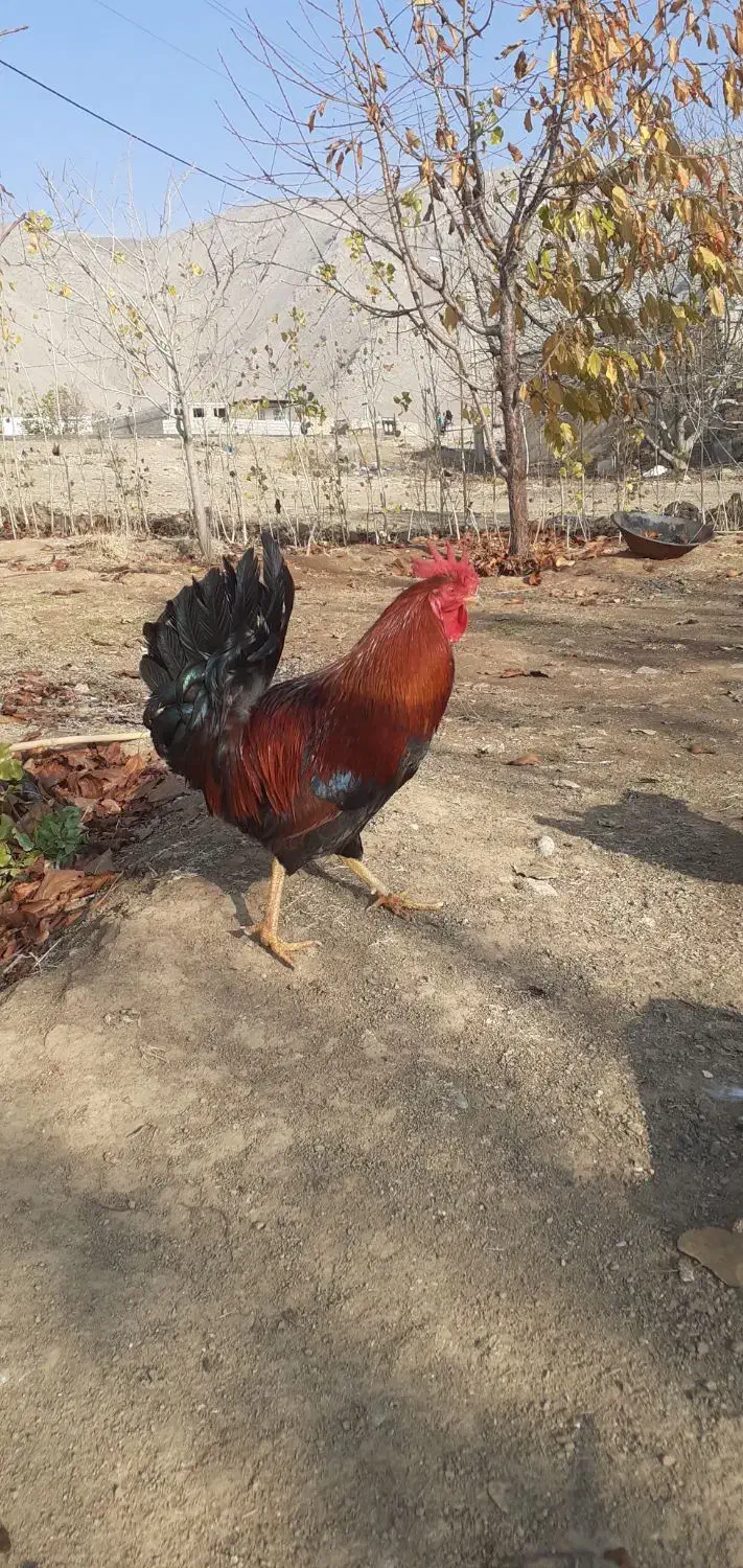 خروس محلی|حیوانات مزرعه|بیرانوند, |دیوار