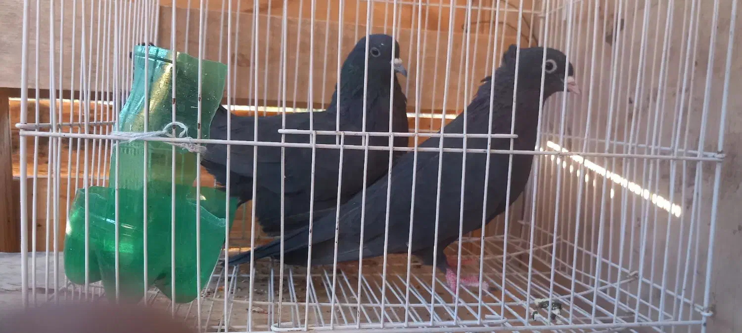 یک جفت زاغ چشم سیاه|پرنده|نرماشیر, |دیوار