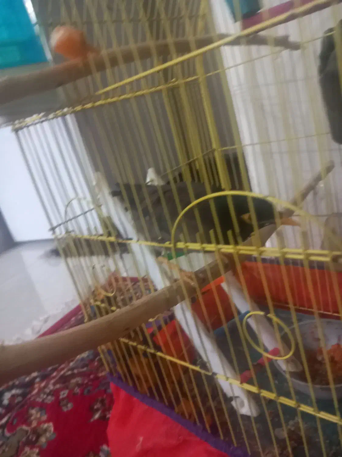 مرغ مینا نر سخنگو|پرنده|دامغان, |دیوار