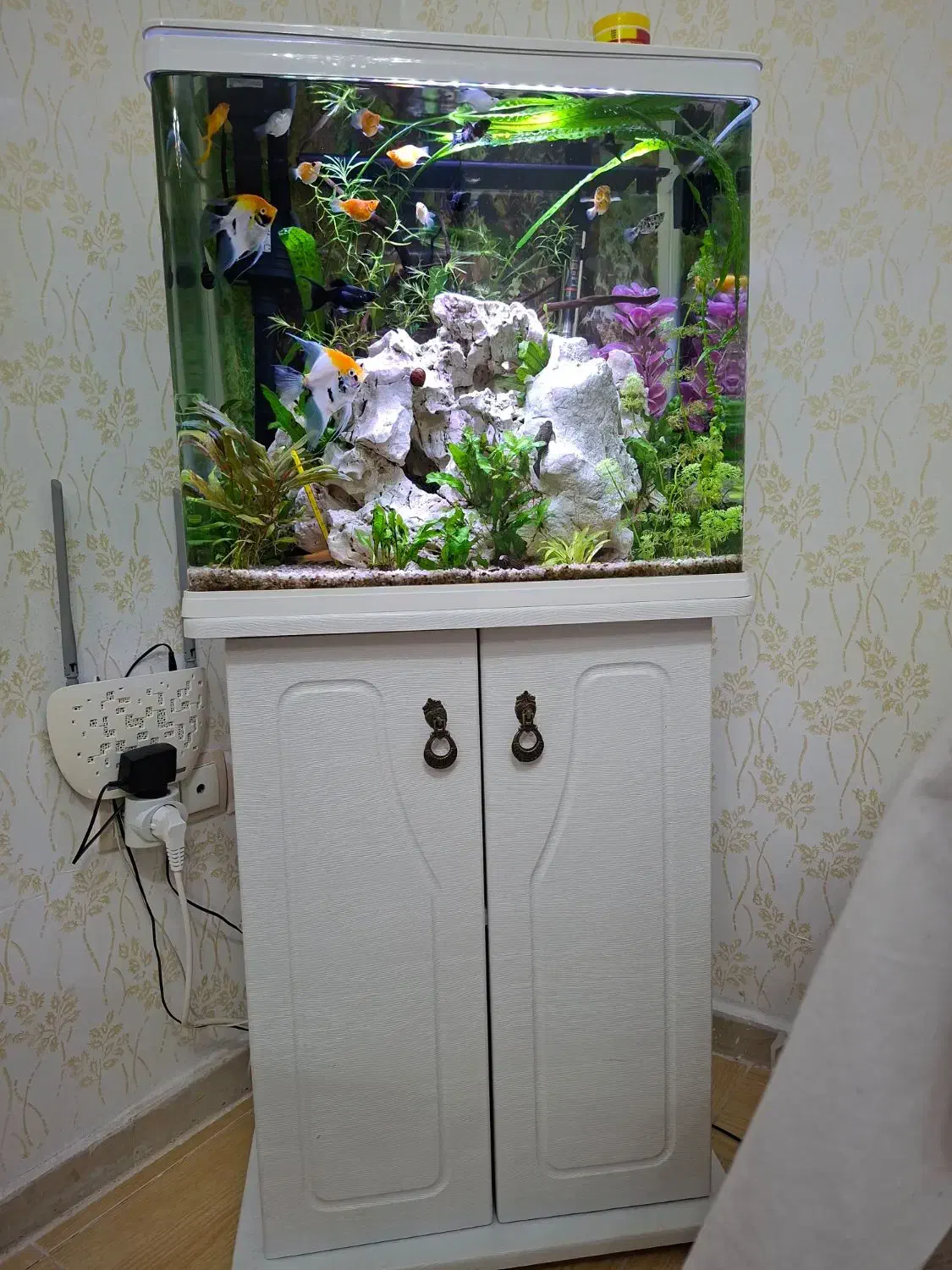 اکواریوم دلسا K500 همراه پایه|ماهی|سنندج, |دیوار