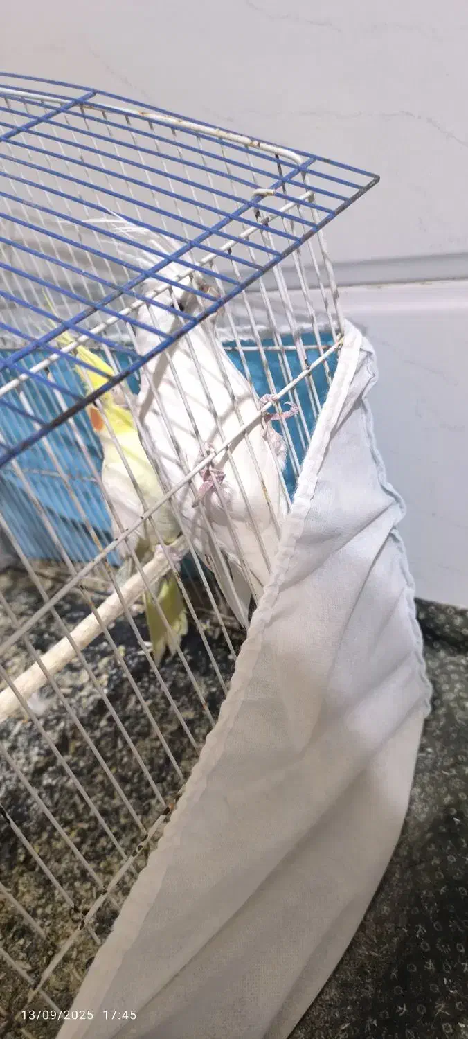 دو عدد عروس هلندی نر|پرنده|قائن, |دیوار