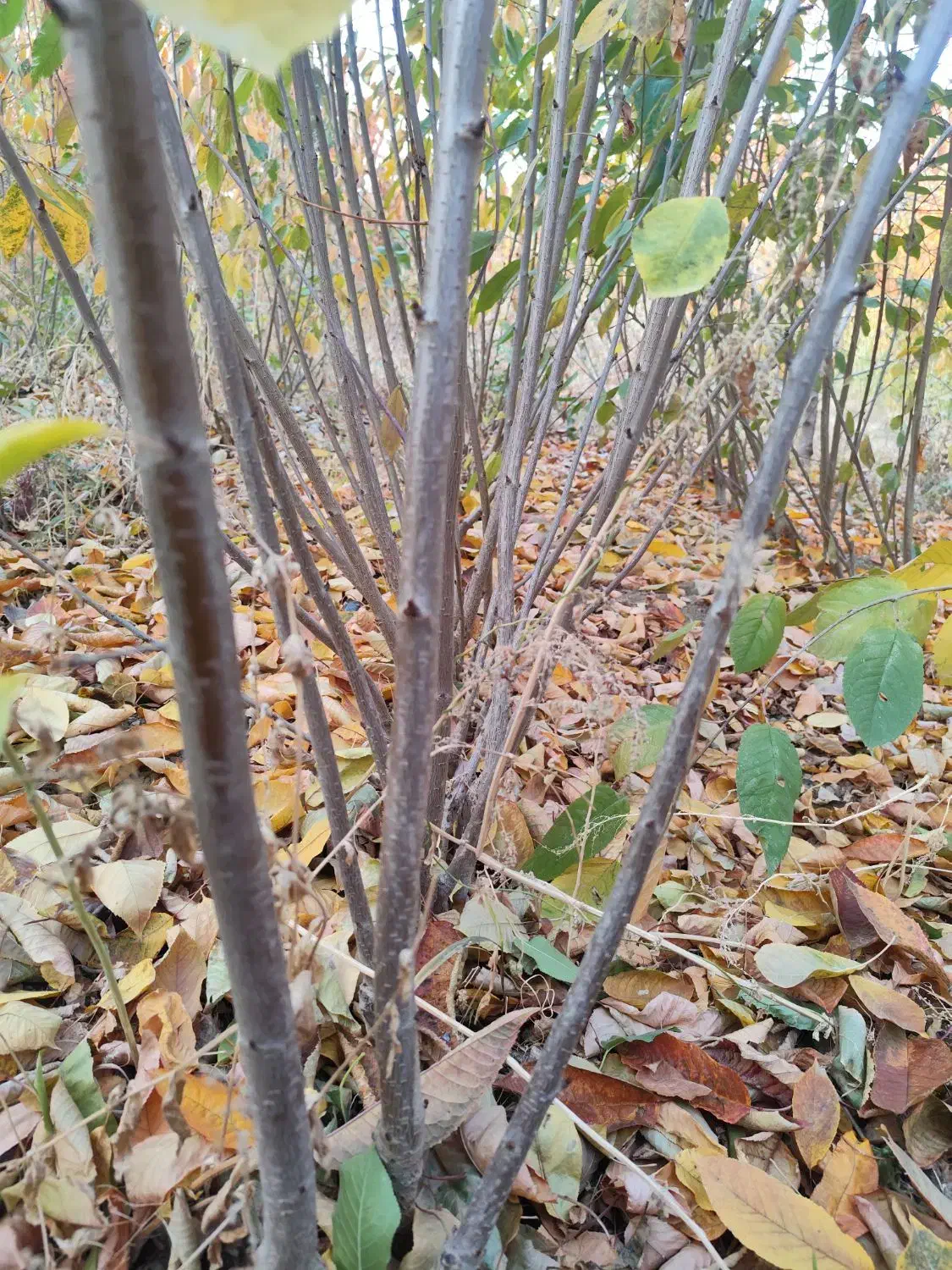 نهالستان بهاری کهریز|خدمات باغبانی و درختکاری|انزل, |دیوار