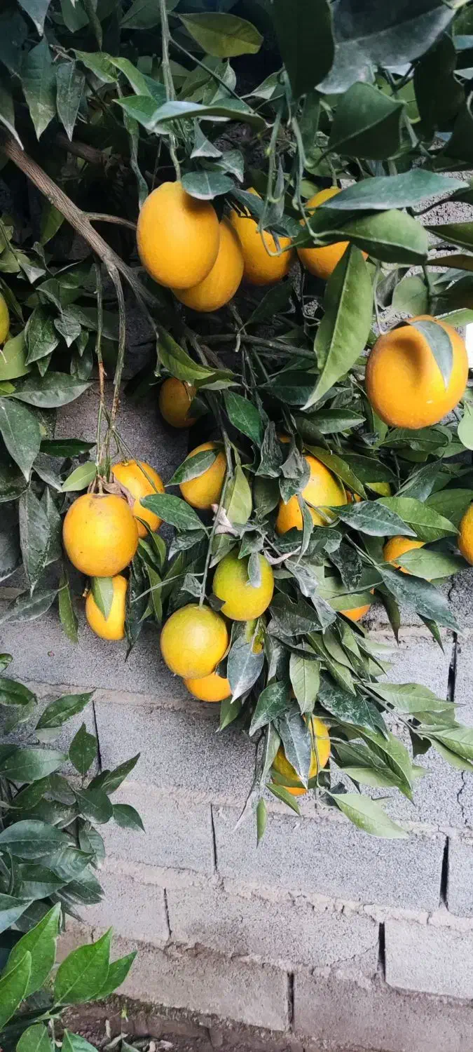 فروش پرتقال موزی|خوردنی و آشامیدنی|زرگرشهر, |دیوار