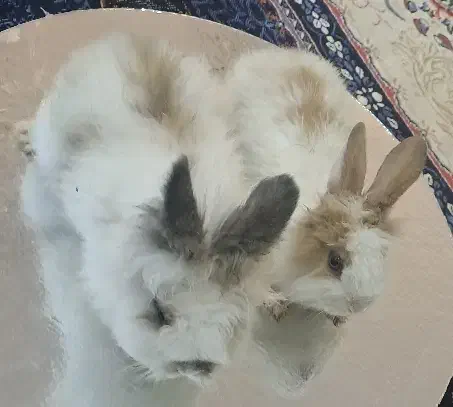 خرگوش|موش و خرگوش|شهرضا, |دیوار