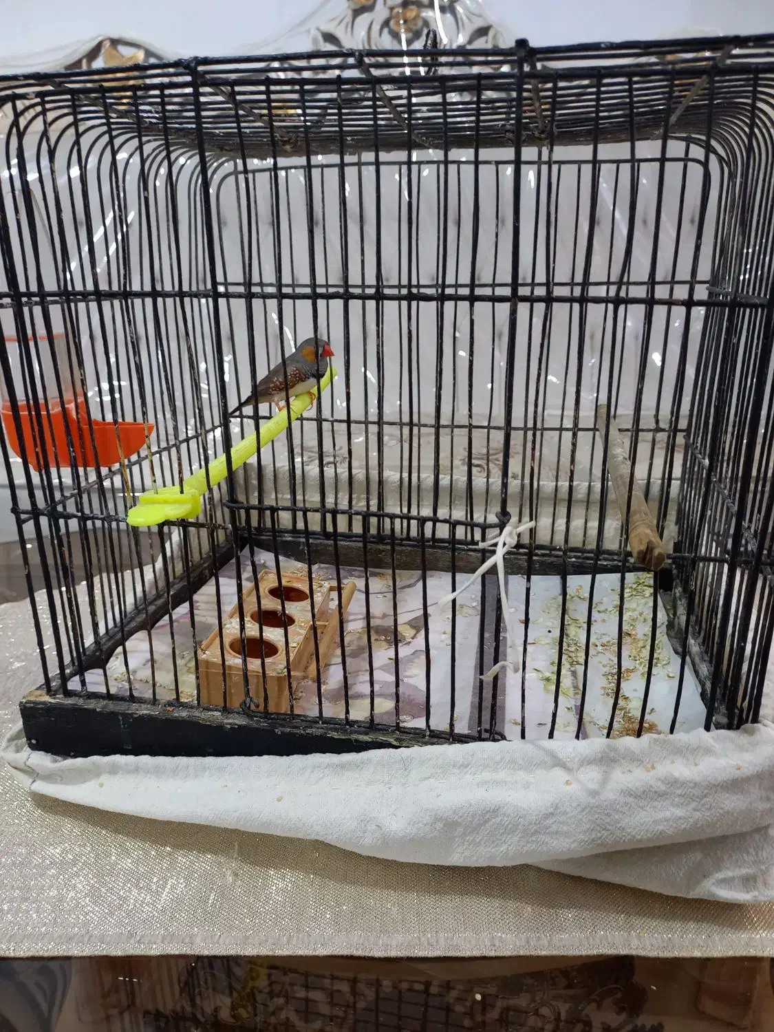 قفس|پرنده|مشهد, موسوی قوچانی|دیوار