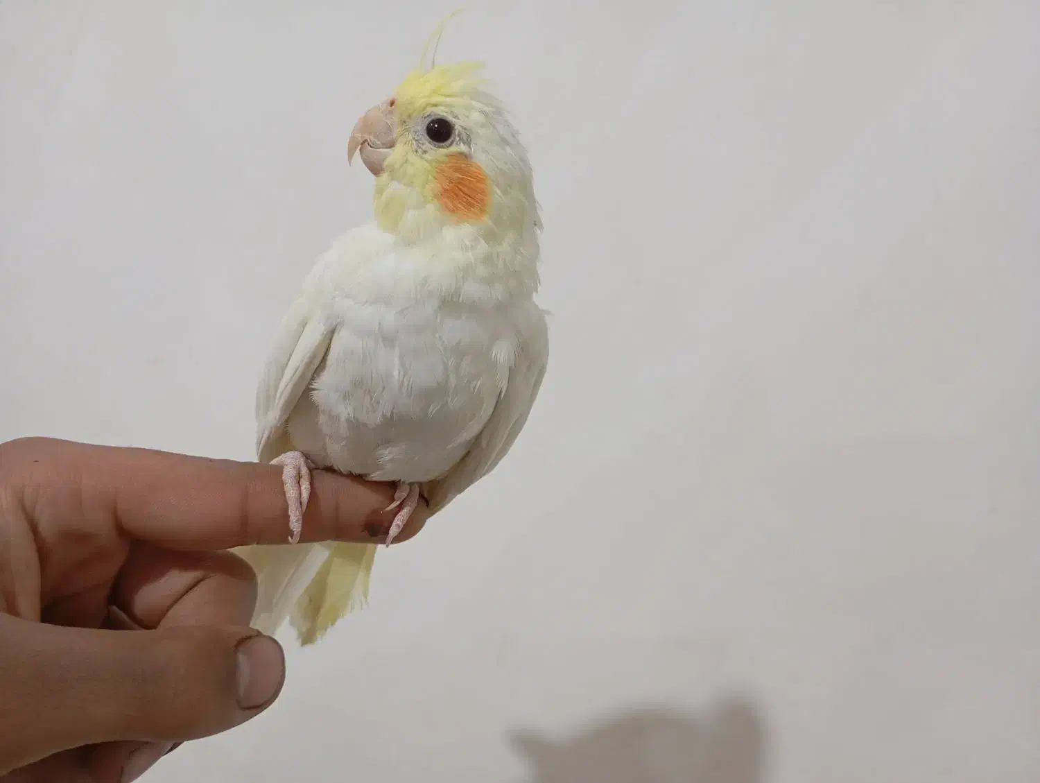 عروس هلندی|پرنده|گناباد, |دیوار