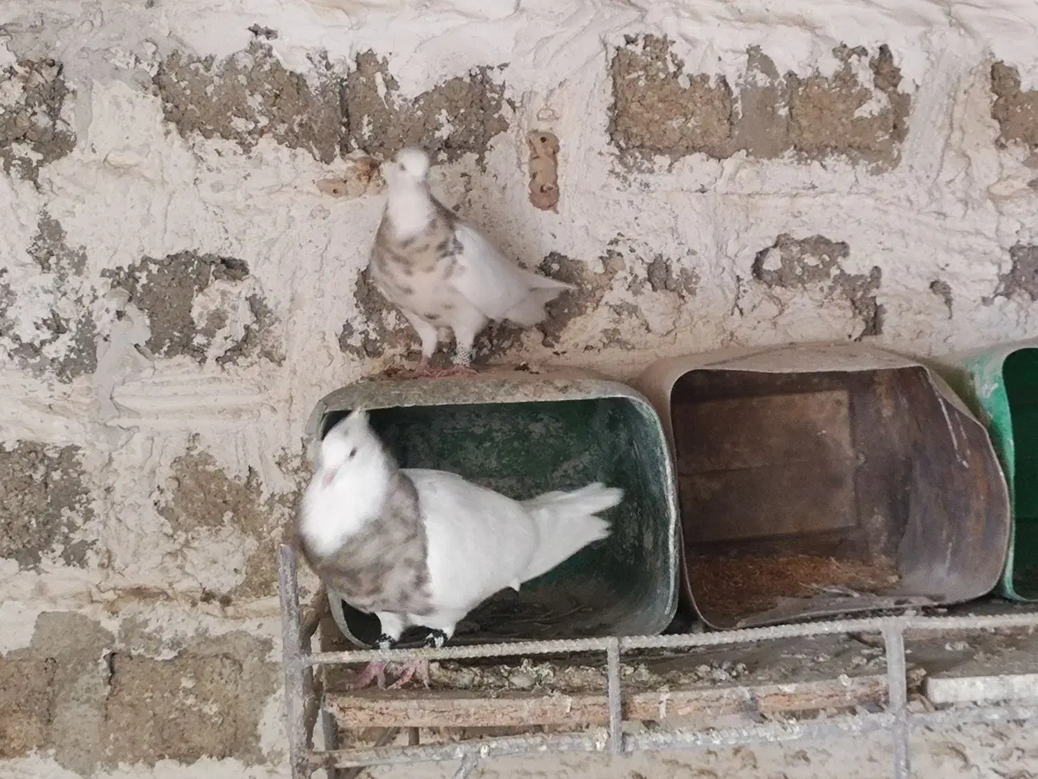 جفت طوق آجری کرمانشاهی بالغ|پرنده|دهدشت, |دیوار