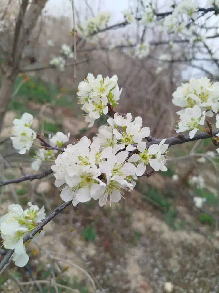 درخواست رحم اجاره ای|فعالیت داوطلبانه تحقیقاتی|داراب, |دیوار