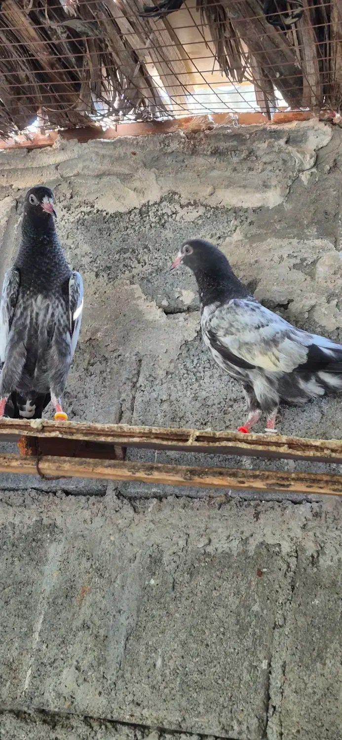 کبوتر تیدی|پرنده|بندرعباس, |دیوار