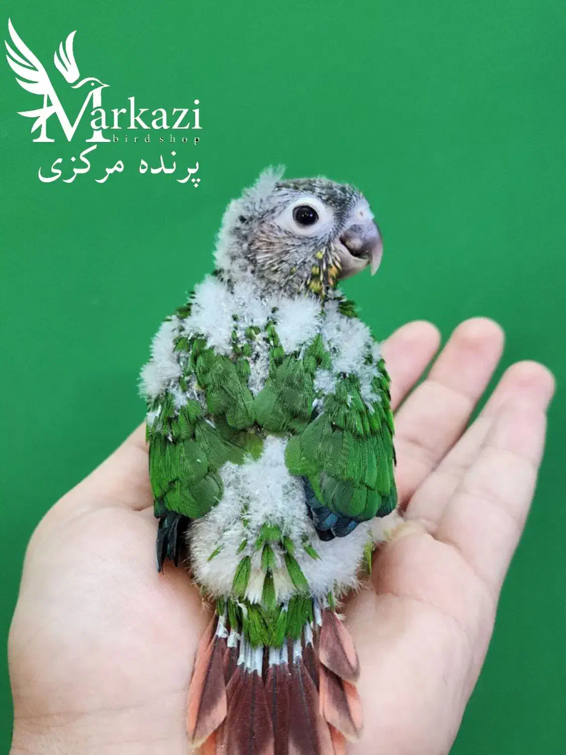 خرید و فروش انواع طوطی گرینجیک|پرنده|بندرعباس, |دیوار