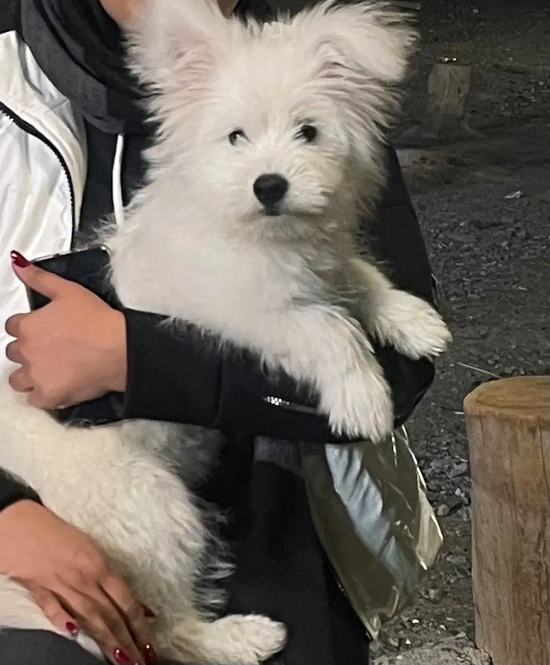 سگ میکس پامر و شیتزو|سگ|مشهد, رضاشهر|دیوار