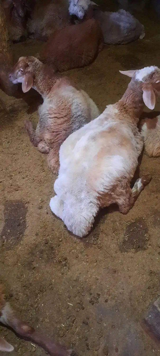 گوسفند|حیوانات مزرعه|ارشق, |دیوار