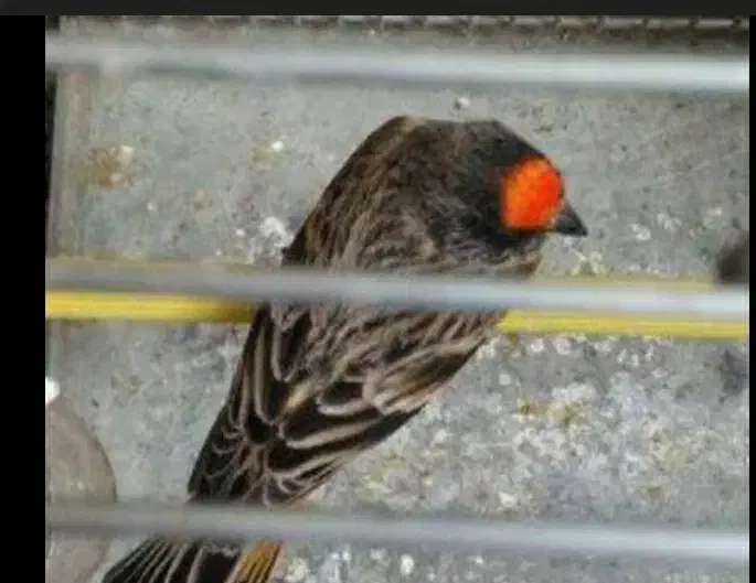 گلبسر سینه سرخ|پرنده|شاهرود, |دیوار