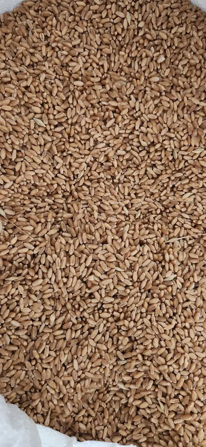 بذری گندم قابوس|عمده‌فروشی|بندر ترکمن, |دیوار