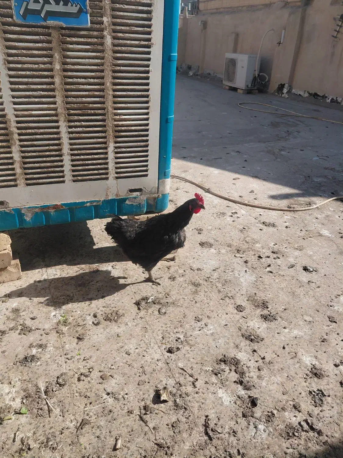 ۴ عدد مرغ رسمی|حیوانات مزرعه|قم, شهر قائم|دیوار