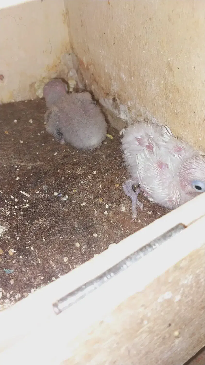 فروش بچه کوتوله برزیلی|پرنده|تیران, |دیوار