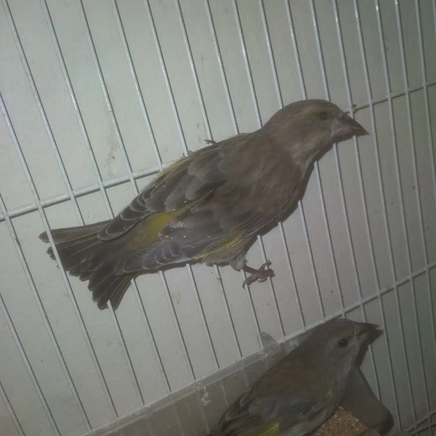 سره|پرنده|خمینیشهر, |دیوار