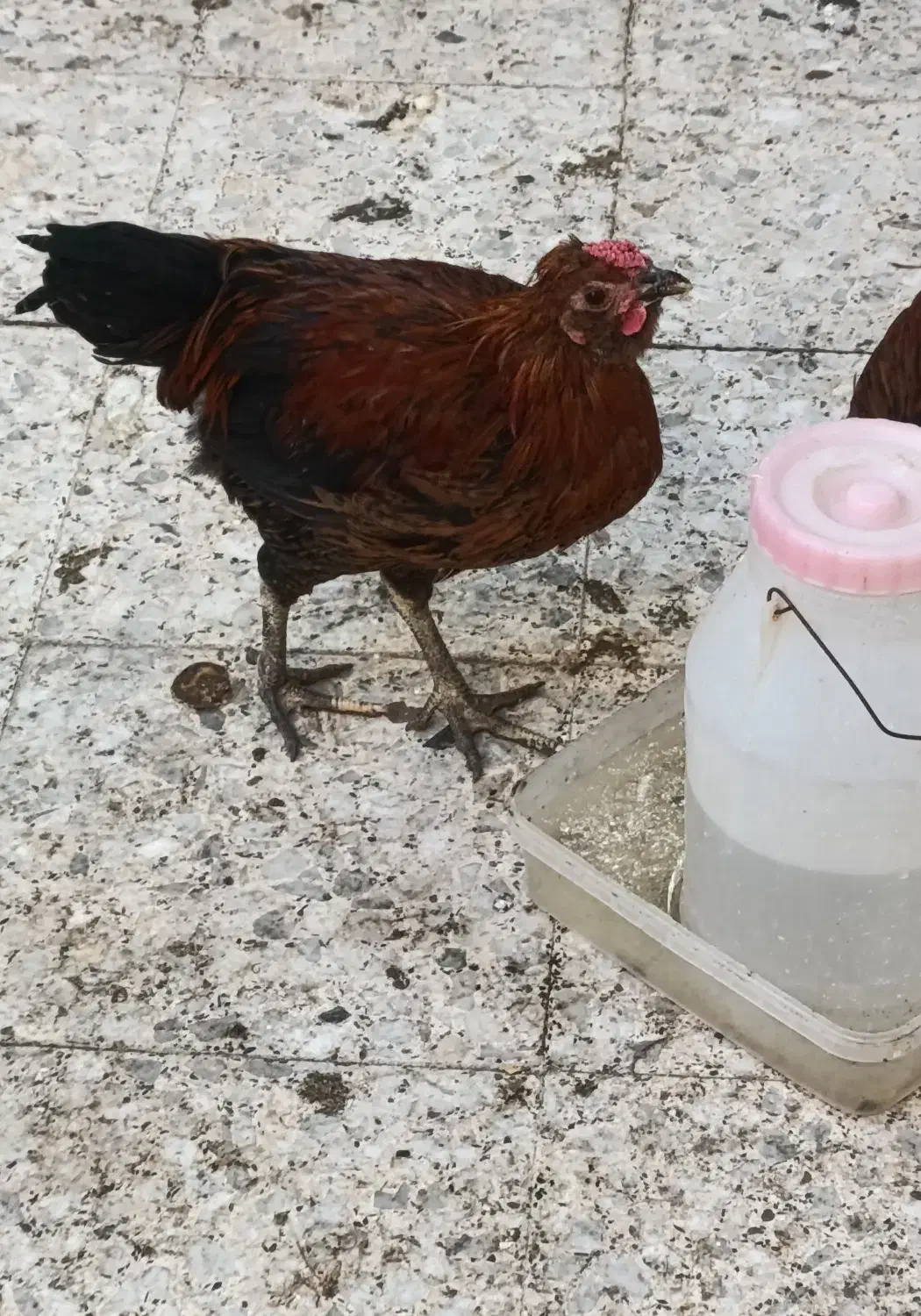 تعدادی خروس گلین چهل تاج کاکلی ریشو شش ماهه|حیوانات مزرعه|رباطکریم, کیکاور|دیوار