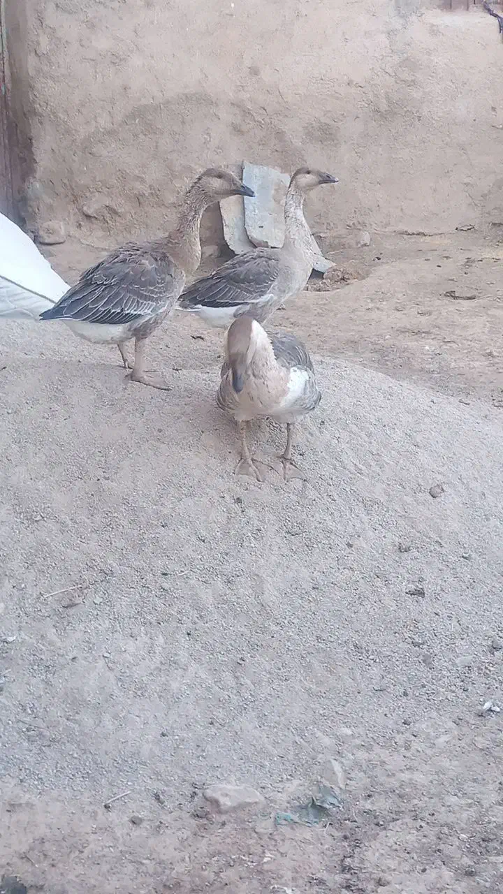 غاز|حیوانات مزرعه|قزوین, |دیوار