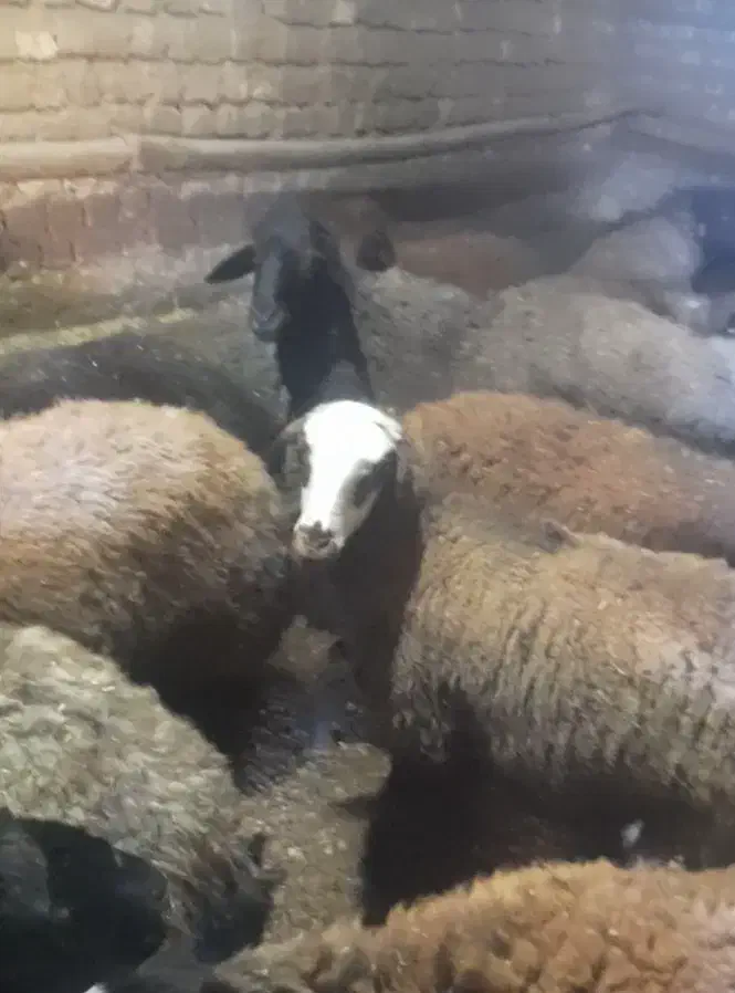 توافقی|حیوانات مزرعه|داران, |دیوار