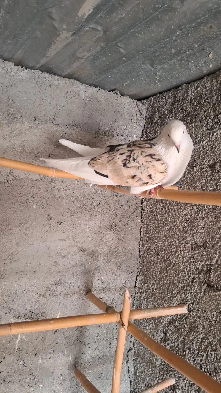 شازده نر دورنگ|پرنده|شهریار, فرارت|دیوار