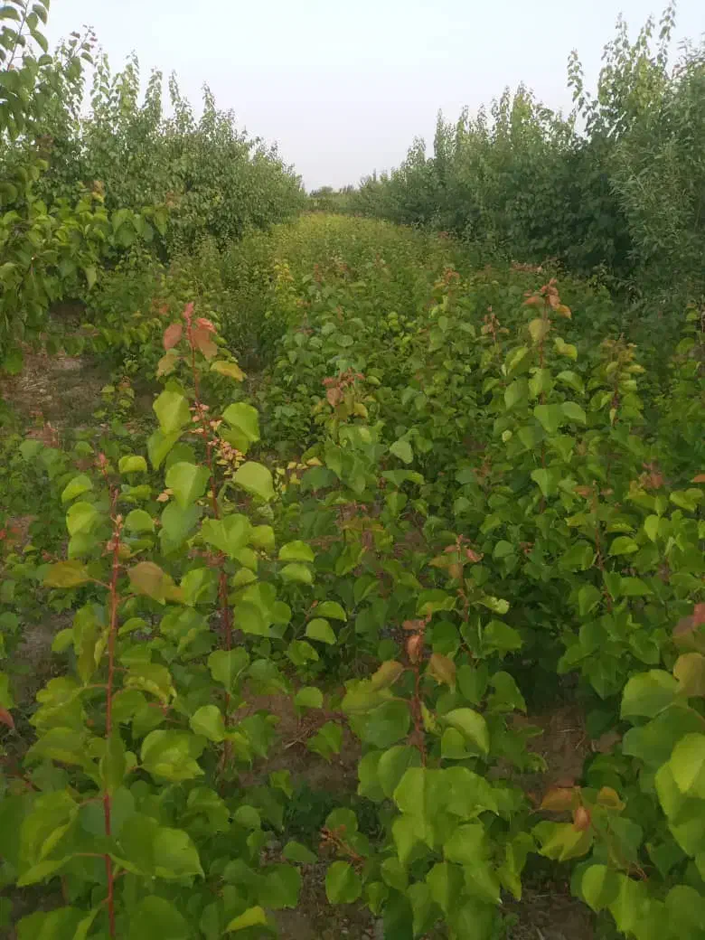 نهال|خدمات باغبانی و درختکاری|نوشین شهر, |دیوار