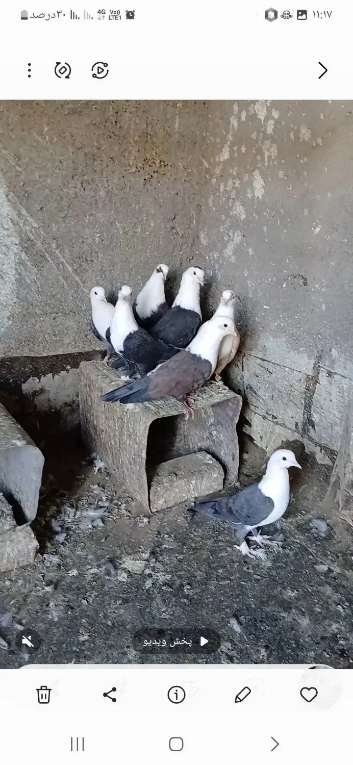 کفتر کلاغ کربلایی وحشی|پرنده|زاوه, |دیوار